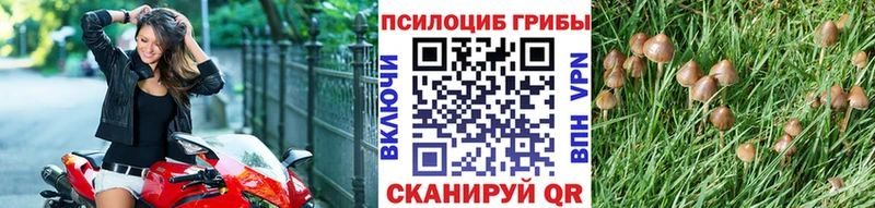 сколько стоит  Новотитаровская  Псилоцибиновые грибы прущие грибы 